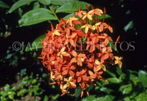 ST LUCIA, Ixora (Flame of the Woods), wild flowers, STL7026JPL