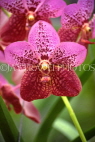 ST LUCIA, Mamiku Gardens, Orchids, STL745JPL