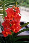 ST LUCIA, Mamiku Gardens, Spray Orchids, STL768JPL