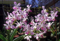 ST LUCIA, Mamiku Gardens, Vanda Spray Orchids, STL748JPL
