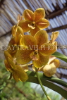 ST LUCIA, Mamiku Gardens, spray Orchids, STL754JPL