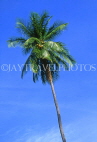 ST LUCIA, Morne Fortune, coconut tree against blue sky, STL733JPL