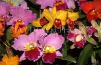 ST LUCIA, flora, variety of Cattleya Orchids, STL688JPL