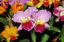 ST LUCIA, flowers, variety of Cattleya Orchids, STL769JPL