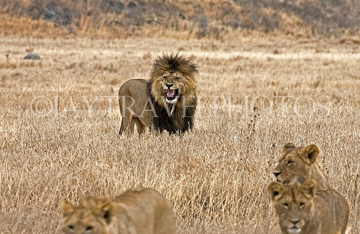 TANZANIA, Ngorongoro Crater, Lions, TAN804JPL