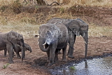 TANZANIA, Tarangire National Park, family of Elephants at a waterhole, TAN851JPL