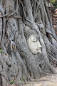 THAILAND, Ayutthaya, Wat Phra Mahathat, Buddha head entwined in Fig tree, THA2659JPL