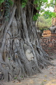THAILAND, Ayutthaya, Wat Phra Mahathat, Buddha head entwined in Fig tree, THA2660JPL