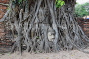 THAILAND, Ayutthaya, Wat Phra Mahathat, Buddha head entwined in Fig tree, THA2661JPL