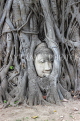 THAILAND, Ayutthaya, Wat Phra Mahathat, Buddha head entwined in Fig tree, THA2663JPL