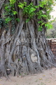 THAILAND, Ayutthaya, Wat Phra Mahathat, Buddha head entwined in Fig tree, THA2664JPL