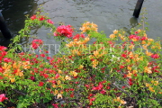 THAILAND, Bangkok, Chao Phraya Riverside, Bougainvillea flowers, THA3442JPL