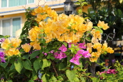 THAILAND, Bangkok, Chao Phraya Riverside, Bougainvillea flowers, THA3463JPL