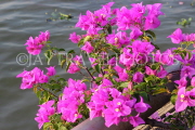 THAILAND, Bangkok, Chao Phraya Riverside, Bougainvillea flowers, THA3466JPL