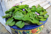 THAILAND, Bangkok, GRAND PALACE (Wat Phra Keo) complex, pottery with Water Lily, THA2419PL