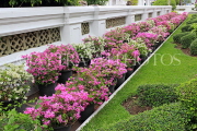 THAILAND, Bangkok, WAT ARUN (Temple of Dawn), gardens, Bougainvillea flowers, THA3126JPL