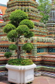 THAILAND, Bangkok, WAT PHO, Bonsai tree and chedis, THA2812JPL