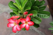 THAILAND, Bangkok, WAT PHO, Frangipani (Plumeria) flowers, THA2786JPL