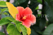 THAILAND, Bangkok, WAT PHO, red Hibiscus flower, THA2790JPL