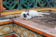 THAILAND, Bangkok, WAT PHO, temple site, cat sleeping on a chedi, THA2827JPL