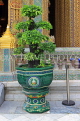 THAILAND, Bangkok, WAT RATCHABOPHIT, Bonsai tree in ornamental pot, THA3256JPL