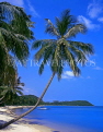 THAILAND, Ko Samui Island, Big Buddha Beach, leaning coconut tree, THA1769JPL