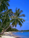 THAILAND, Ko Samui Island, Big Buddha Beach, leaning coconut trees, THA340JPL