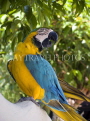 THAILAND, Koh Tao Island, Macaw parrot, THA2059JPL