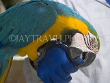 THAILAND, Koh Tao Island, Macaw parrot, THA2060JPL