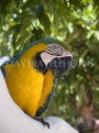 THAILAND, Koh Tao Island, Macaw parrot, THA2061JPL