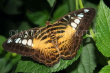 THAILAND, Northern Thailand, Chiang Rai, Brown Clipper Butterfly, THA2304JPL