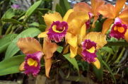 THAILAND, Pattaya, Nong Nooch Village, yellow and red Cattleya Orchids, THA324JPL