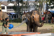 THAILAND, Surin, mahout bathing elephant, THA2117JPL