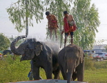 THAILAND, Surin, mahouts get sprayed by elephants, bathing, THA2116JPL