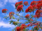TOBAGO, Flamboyant Tree blossom (national flower), CAR1176JPL