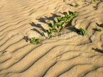 TOBAGO, sand patterns on beach, TOB1234JPL