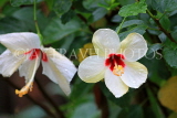 Taiwan, TAIPEI, Botanical Garden, Hibiscus flowers, TAW604PL