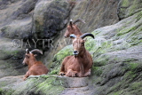 Taiwan, TAIPEI, Taipei Zoo, Aoudad Sheep, TAW257JPL