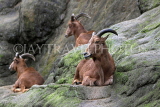 Taiwan, TAIPEI, Taipei Zoo, Aoudad Sheep, TAW258JPL