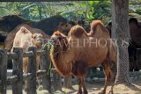 Taiwan, TAIPEI, Taipei Zoo, Bactrian Camel, TAW244JPL