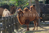 Taiwan, TAIPEI, Taipei Zoo, Bactrian Camel, TAW245JPL