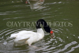 Taiwan, TAIPEI, Taipei Zoo, Bird World, Black-Necked Swan, TAW336JPL