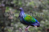 Taiwan, TAIPEI, Taipei Zoo, Bird World, Nicobar Pigeon, TAW379JPL