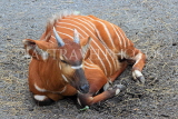 Taiwan, TAIPEI, Taipei Zoo, Bongo (African antelope), TAW252JPL
