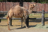 Taiwan, TAIPEI, Taipei Zoo, Dromedary Camel, TAW243JPL