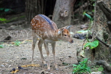 Taiwan, TAIPEI, Taipei Zoo, Formosan Sika Deer, TAW249JPL