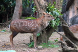 Taiwan, TAIPEI, Taipei Zoo, Formosan Sika Deer, TAW250JPL