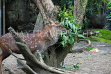 Taiwan, TAIPEI, Taipei Zoo, Formosan Sika Deer, TAW251JPL