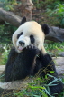 Taiwan, TAIPEI, Taipei Zoo, Giant Panda, TAW208JPL