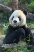 Taiwan, TAIPEI, Taipei Zoo, Giant Panda, TAW209JPL